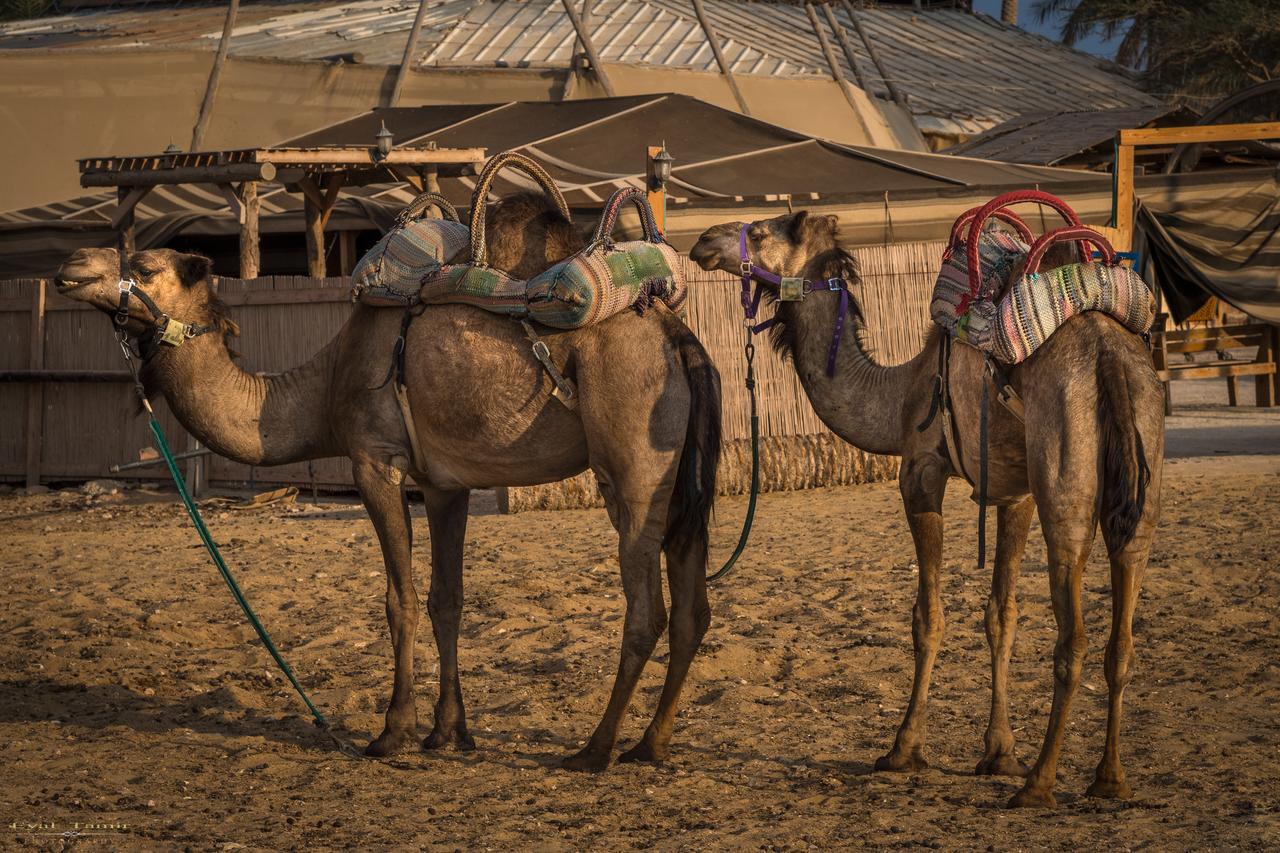 Desert Picture Арад Екстериор снимка