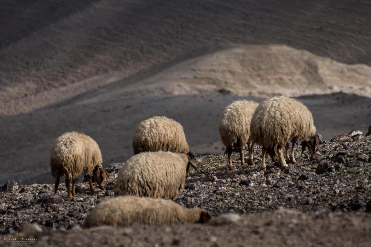 Desert Picture Арад Екстериор снимка